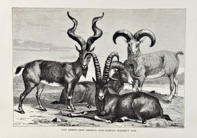 Ovis Ammon - Ibex Siberica - Ovis Nabura - Carnero Markhov, ilustración de The Universal Geography, the Earth and its inhabitants por Elisee Reclus, publicado 1878 de English School
