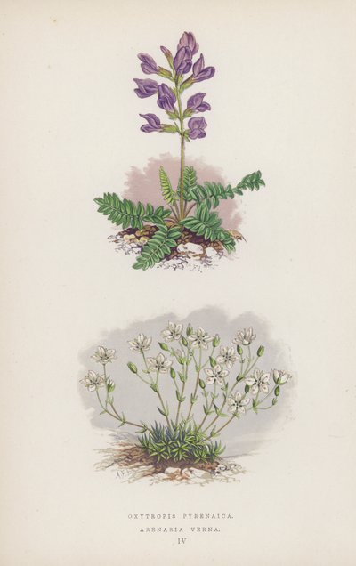 Oxytropis Pyrenaica; Arenaria Verna de English School