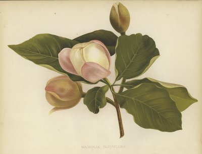 Magnolia Oyama de English School