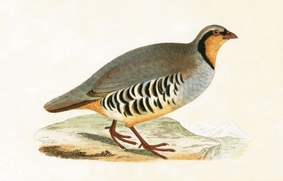 P Graeca, Var, ilustración de 