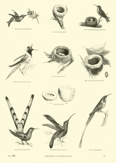 Página del Museo Pictórico de la Naturaleza Animada de English School