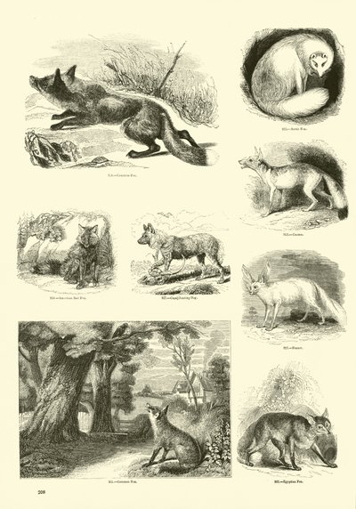 Página del Museo Pictórico de la Naturaleza Animada de English School