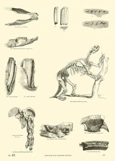 Página del Museo Pictórico de la Naturaleza Animada de English School