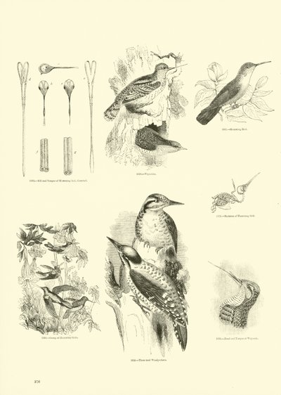 Página del Museo Pictórico de la Naturaleza Animada de English School