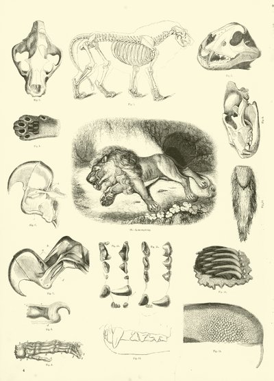 Página del Museo Pictórico de la Naturaleza Animada de English School