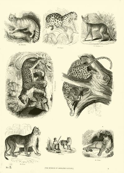 Página del Museo Pictórico de la Naturaleza Animada de English School