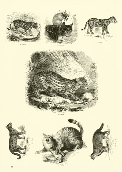 Página del Museo Pictórico de la Naturaleza Animada de English School