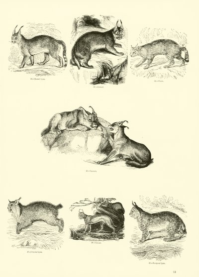 Página del Museo Pictórico de la Naturaleza Animada de English School