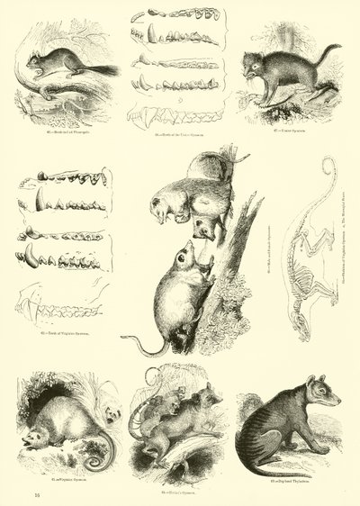 Página del Museo Pictórico de la Naturaleza Animada de English School