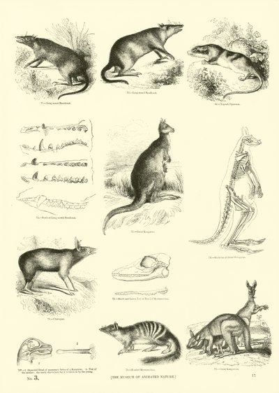 Página del Museo Pictórico de la Naturaleza Animada de English School