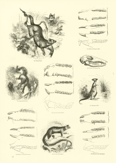 Página del Museo Pictórico de la Naturaleza Animada de English School