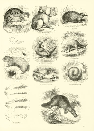 Página del Museo Pictórico de la Naturaleza Animada de English School