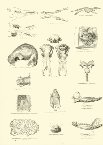 Página del Museo Pictórico de la Naturaleza Animada de English School
