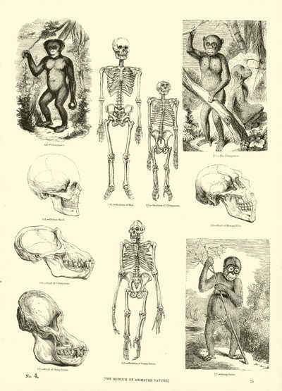 Página del Museo Pictórico de la Naturaleza Animada de English School