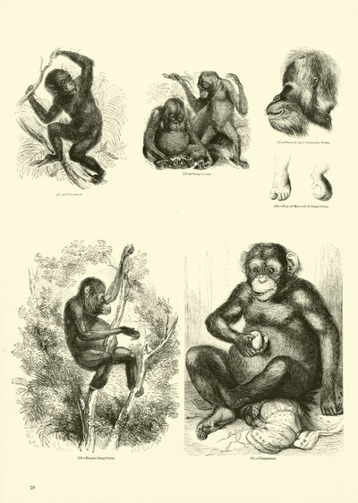 Página del Museo Pictórico de la Naturaleza Animada de English School