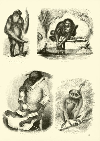 Página del Museo Pictórico de la Naturaleza Animada de English School