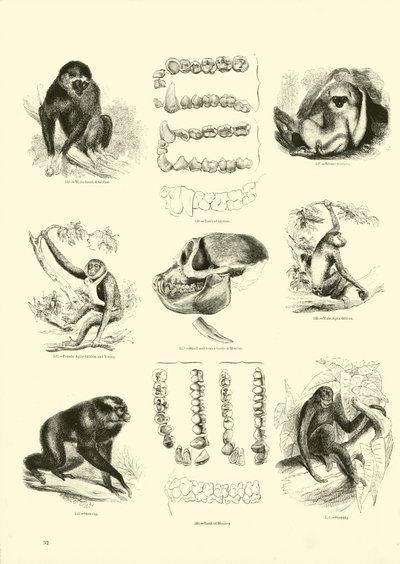 Página del Museo Pictórico de la Naturaleza Animada de English School