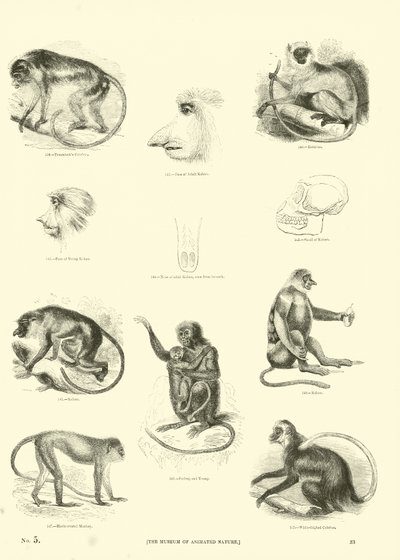 Página del Museo Pictórico de la Naturaleza Animada de English School