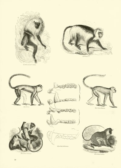 Página del Museo Pictórico de la Naturaleza Animada de English School