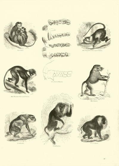 Página del Museo Pictórico de la Naturaleza Animada de English School