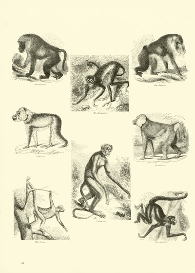 Página del Museo Pictórico de la Naturaleza Animada de English School