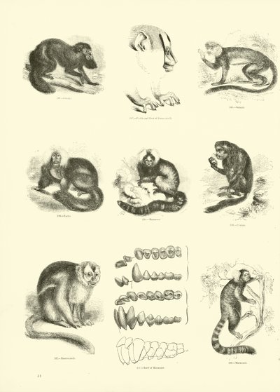 Página del Museo Pictórico de la Naturaleza Animada de English School
