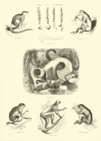 Página del Museo Pictórico de la Naturaleza Animada de English School