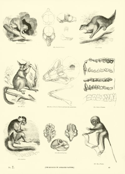 Página del Museo Pictórico de la Naturaleza Animada de English School