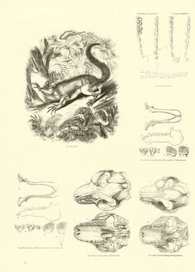 Página del Museo Pictórico de la Naturaleza Animada de English School
