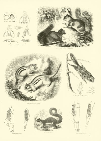 Página del Museo Pictórico de la Naturaleza Animada de English School