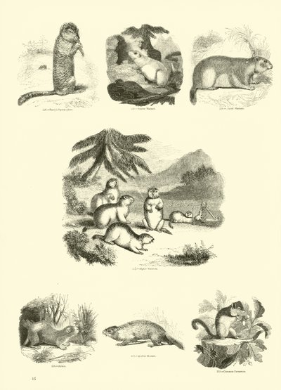 Página del Museo Pictórico de la Naturaleza Animada de English School