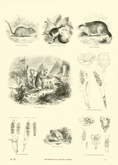 Página del Museo Pictórico de la Naturaleza Animada de English School