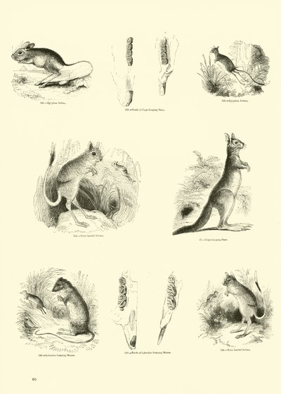 Página del Museo Pictórico de la Naturaleza Animada de English School