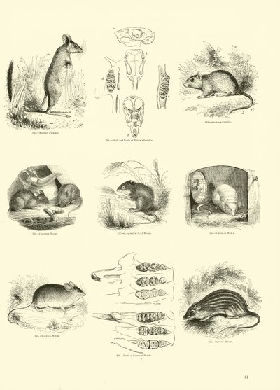 Página del Museo Pictórico de la Naturaleza Animada de English School