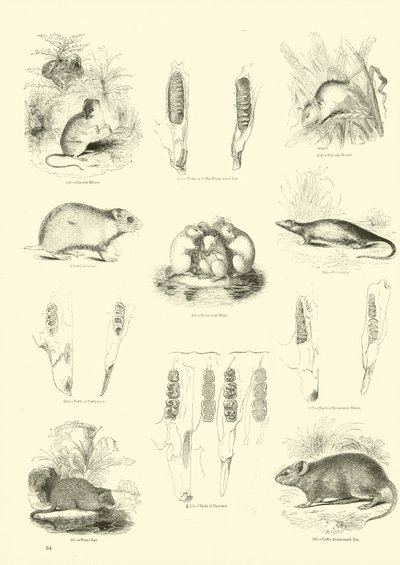 Página del Museo Pictórico de la Naturaleza Animada de English School