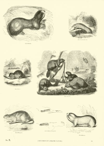 Página del Museo Pictórico de la Naturaleza Animada de English School