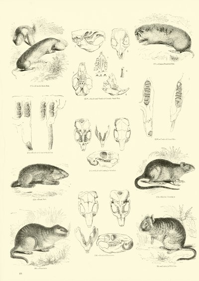 Página del Museo Pictórico de la Naturaleza Animada de English School