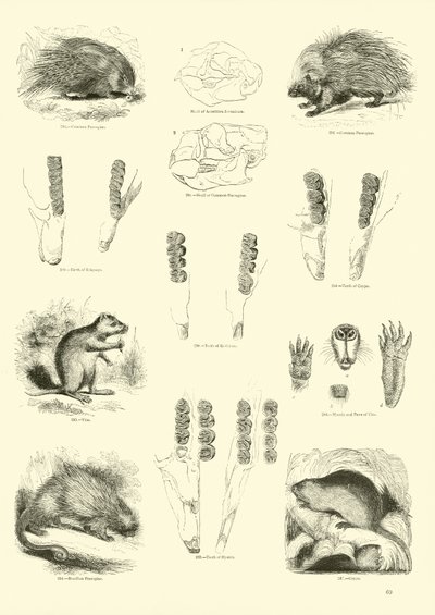 Página del Museo Pictórico de la Naturaleza Animada de English School