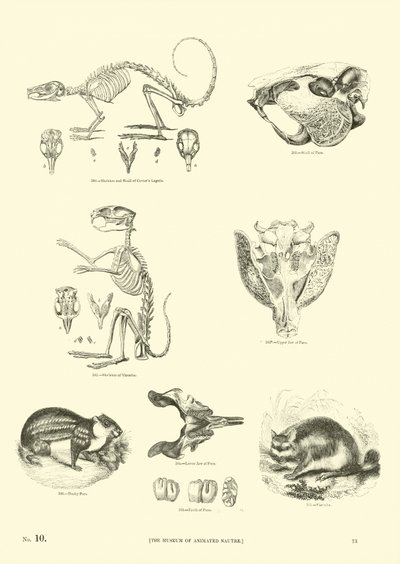 Página del Museo Pictórico de la Naturaleza Animada de English School