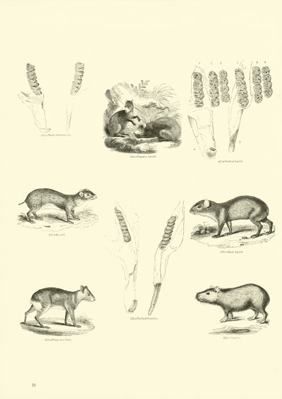 Página del Museo Pictórico de la Naturaleza Animada de English School