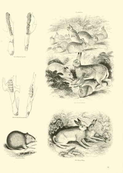 Página del Museo Pictórico de la Naturaleza Animada de English School