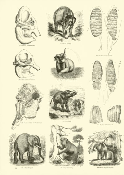 Página del Museo Pictórico de la Naturaleza Animada de English School