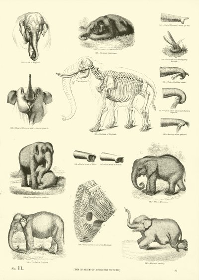 Página del Museo Pictórico de la Naturaleza Animada de English School