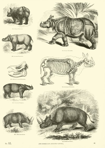 Página del Museo Pictórico de la Naturaleza Animada de English School