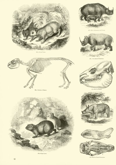 Página del Museo Pictórico de la Naturaleza Animada de English School