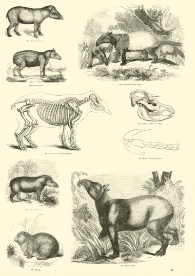 Página del Museo Pictórico de la Naturaleza Animada de English School