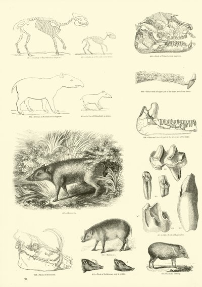 Página del Museo Pictórico de la Naturaleza Animada de English School