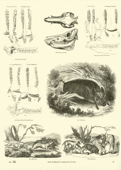 Página del Museo Pictórico de la Naturaleza Animada de English School