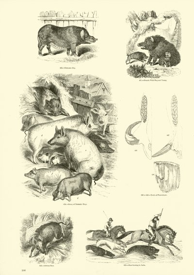 Página del Museo Pictórico de la Naturaleza Animada de English School