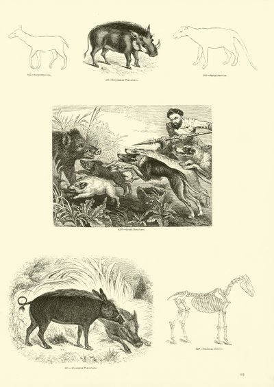 Página del Museo Pictórico de la Naturaleza Animada de English School